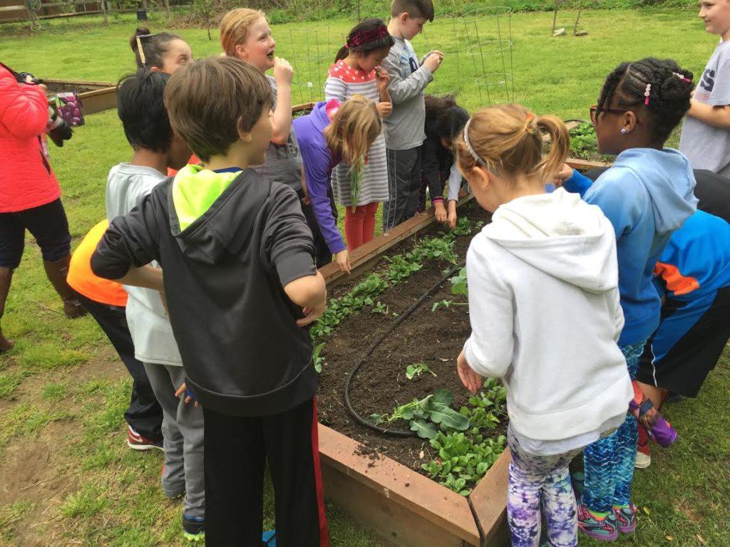 Third grade students sample vegetables fresh from the garden.