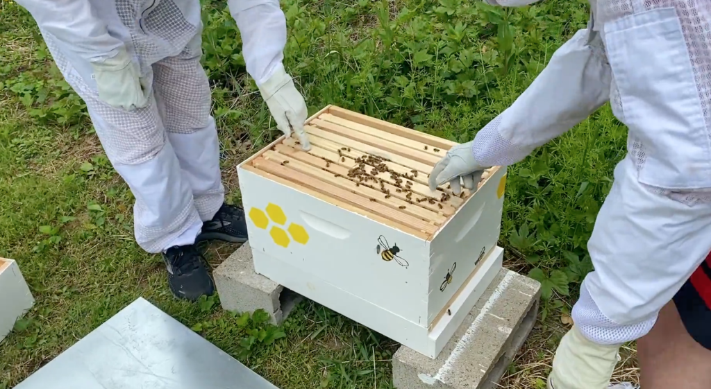 Watch Out: The Bees Have Arrived at MFS