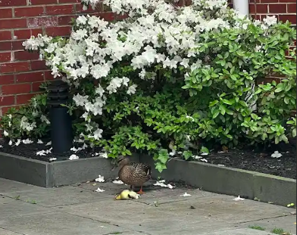 Mother duck stands over fallen duckling. Photo by Sophia Lalani ’25.
